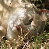 Resting Kitty
