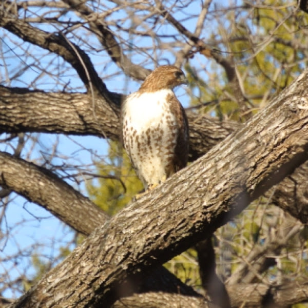Red-tailed Hawk | Project Noah