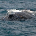 Humpback Whale