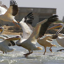 Great White Pelican