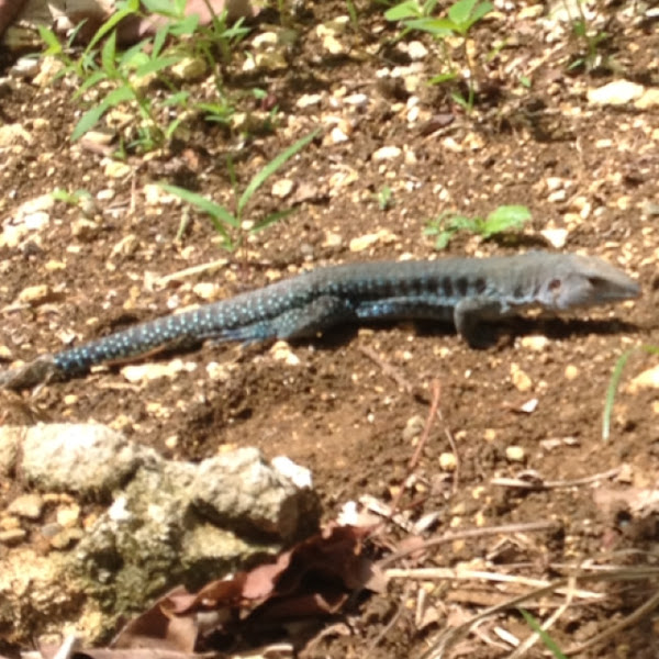 Puerto Rican Ground Lizard. Project Noah