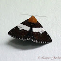 Moth
