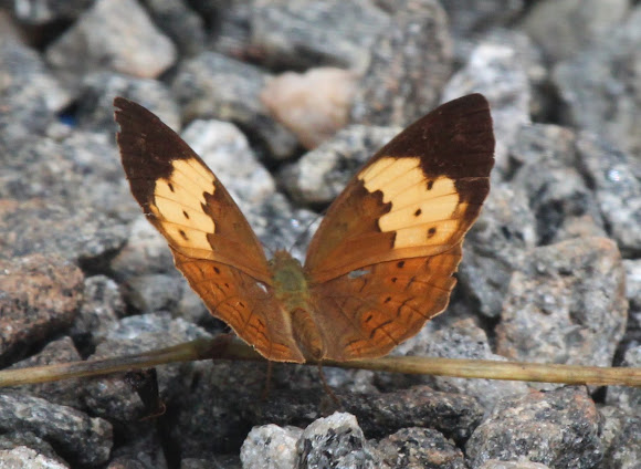 Spotting Image 1