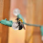 Carpenter Bee