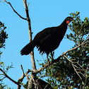 Dusky-legged Guan