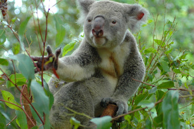 Небольшой фото-отчет по поездке в Австралию, дек07-янв08