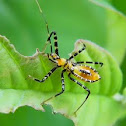 assassin bug nymph