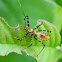 assassin bug nymph