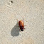 Beetle
