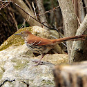 Brown Thrasher