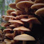 Sheathed Woodtuft