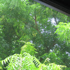 Neem tree