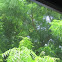 Neem tree