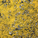 Gold Cobblestone Lichen