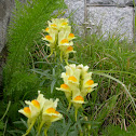 Toadflax