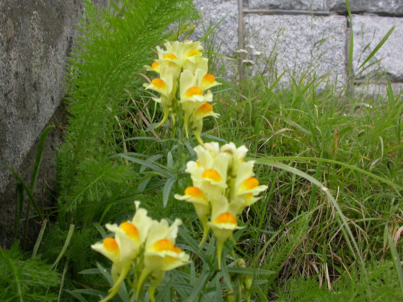 Spotting Image 1