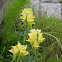Toadflax