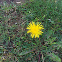 Dandelion: