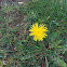 Dandelion: