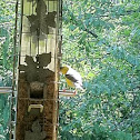 Goldfinch