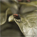 house fly
