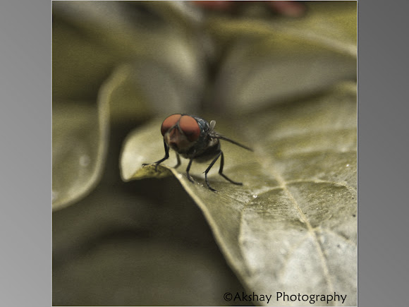 Spotting Image 1