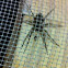 Wolf spider