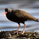 Black Oystercatcher
