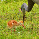 Florida Sandhill Cranes