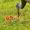 Florida Sandhill Cranes