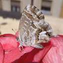 Mariposa taladro de los geranios