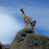 A Guanaco, Patagonia, Chile