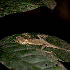 Ornate Earless Agama