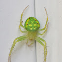 Araneus Cingulatus