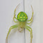 Araneus Cingulatus