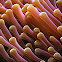 Sea anemone