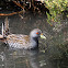 Australian Spotted Crake