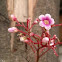 Starfruit flower