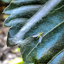 Long-legged fly