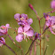 Fireweed