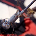 California Spreadwing