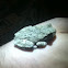Gray tree frog