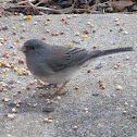 Dark-eyed Junco