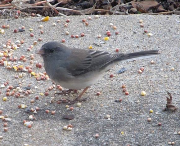 Spotting Image 1