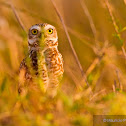Burrowing Owl