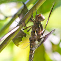 Common Whitetail (Female)