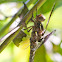 Common Whitetail (Female)