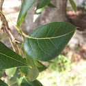 West Indian Mahogany