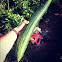 Luffa
