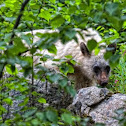 Black bear (spirit bear)
